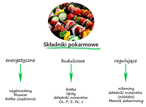 Składniki pokarmowe w żywności – część 1 | Kreator Zdrowia
